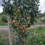 Obelis Koloninė Arbat